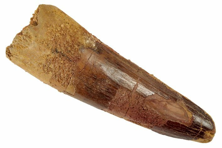 Spinosaurus Tooth - Real Dinosaur Tooth #192114
